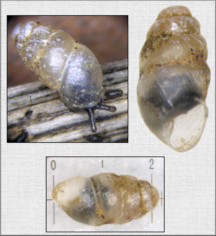 Gastrocopta corticaria (Say, 1817) Bark Snaggletooth