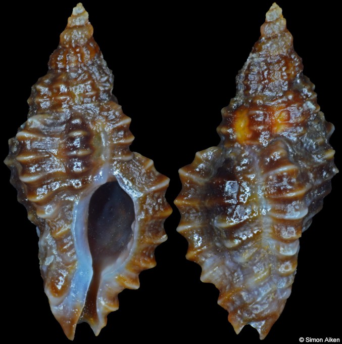 Africanella coseli (Houart, 1989)