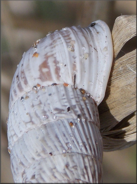 Cerion tridentatum costellatum Pilsbry, 1946