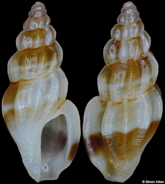 Graciliclava costata (Hedley, 1922)