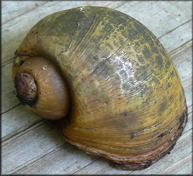 Live Pomacea maculata from Cunningham Creek (9/30/2006)