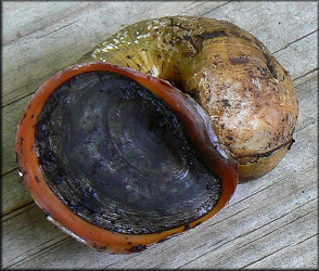 Live Pomacea maculata from Cunningham Creek (9/30/2006)