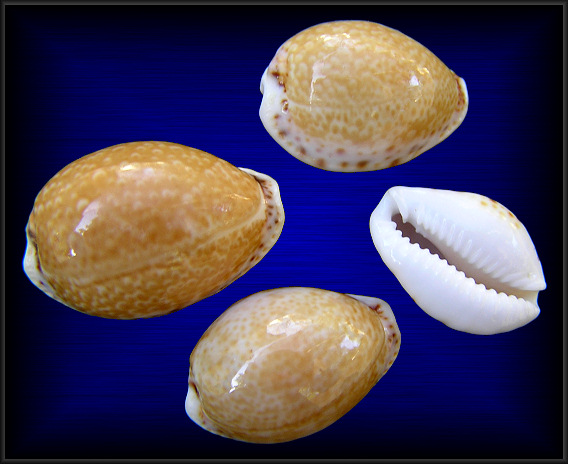 Erosaria acicularis (Gmelin, 1791) Atlantic Yellow Cowrie