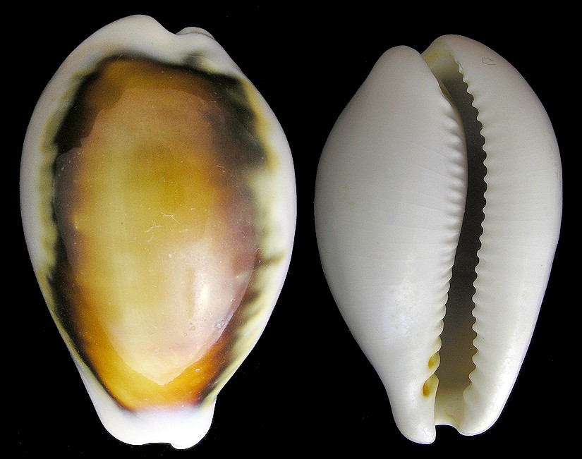 Neobernaya spadicea (Swainson, 1823) Chestnut Cowrie