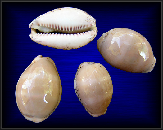 Luria cinerea (Gmelin, 1791) Atlantic Gray Cowrie