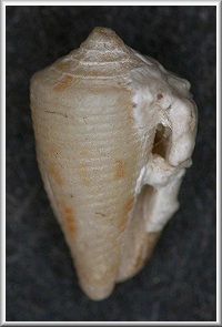 Conus patae Abbott, 1971