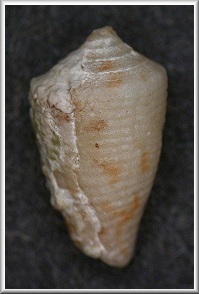 Conus patae Abbott, 1971