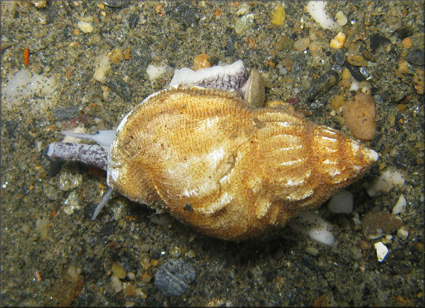 Buccinum ciliatum (Fabricius, 1780)