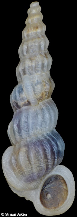 Opalia crassilabrum (G. B. Sowerby II, 1844)