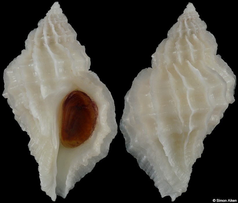 Crassilabrum crassilabrum (G. B. Sowerby II, 1834)