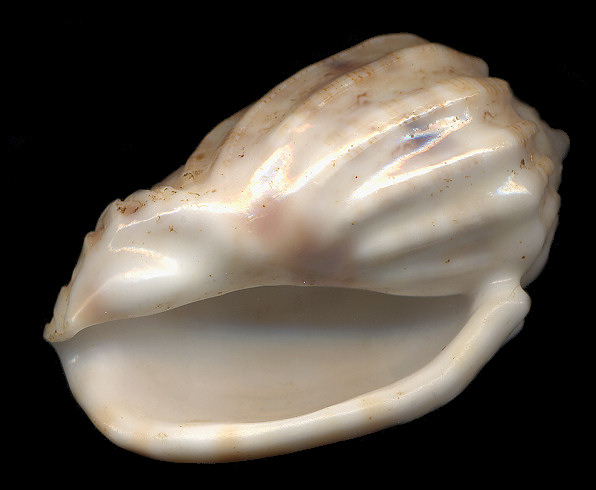 Harpa amouretta form crassa Krauss, 1848