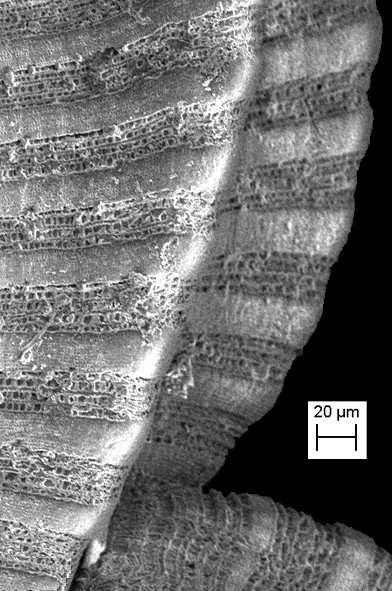 Manzonia crassa (Kanmacher, 1798)