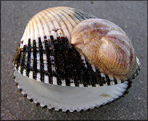 Crepidula fornicata (Linnaeus, 1758) Common Atlantic Slippersnail