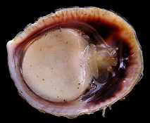 Crepidula fornicata (Linnaeus, 1758) Common Atlantic Slippersnail