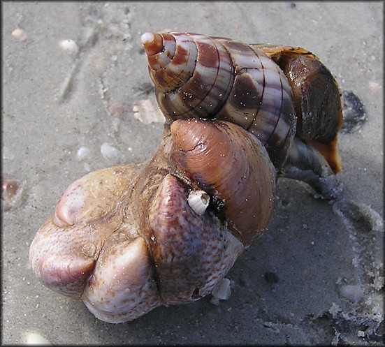 Crepidula fornicata (Linnaeus, 1758) Common Atlantic Slippersnail