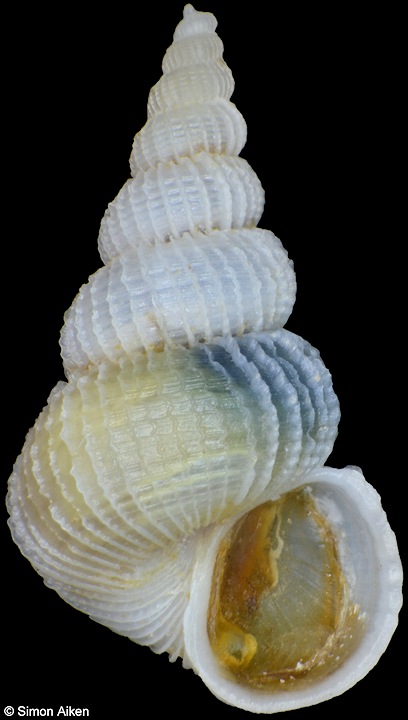 Epitonium crispatum (Pease, 1868)