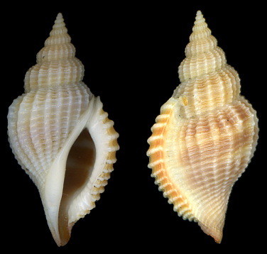 Varicospira crispata (G. B. Sowerby II, 1842)