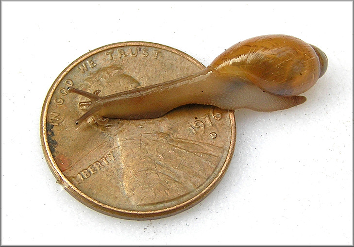 Euglandina rosea (Férussac, 1821) Juvenile