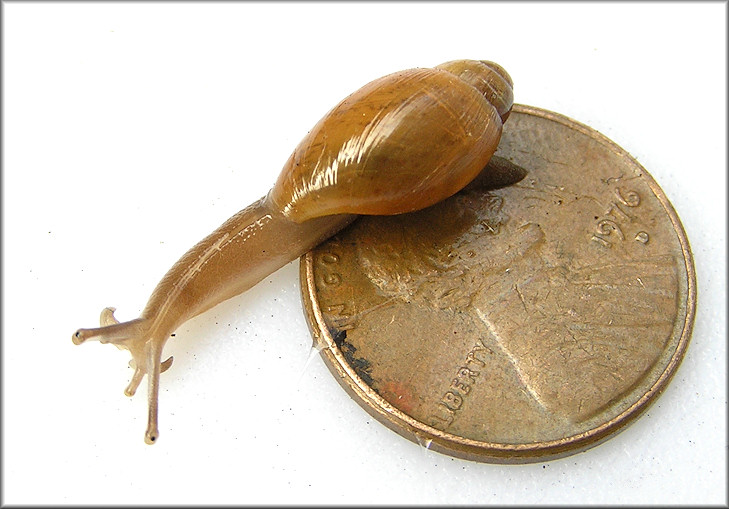 Euglandina rosea (Férussac, 1821) Juvenile