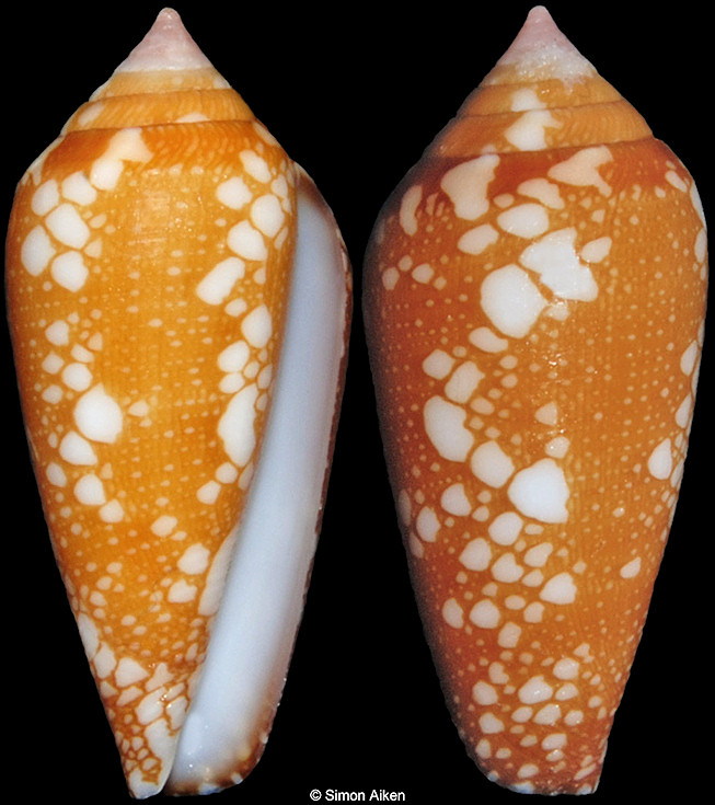 Conus crocatus Lamarck, 1810