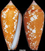 Conus crocatus Lamarck, 1810