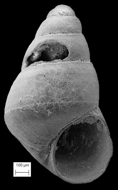 Barleeia creutzbergi (De Jong and Coomans, 1988)