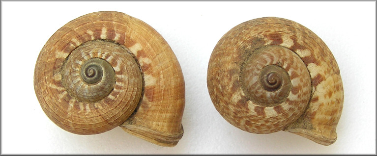 Cyclophorus appendiculatus (L. Pfeiffer, 1852)