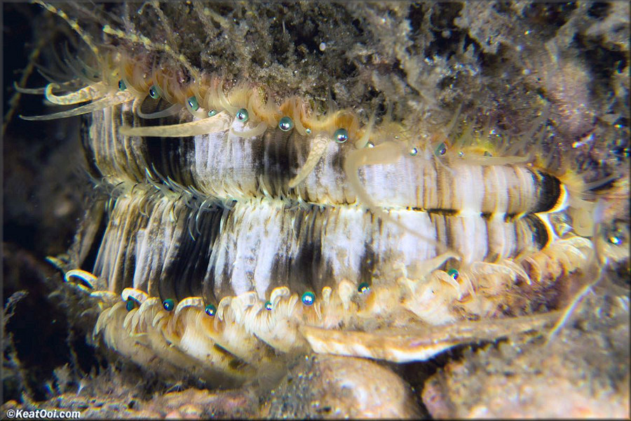 Argopecten gibbus (Linnaeus, 1758) Atlantic Calico Scallop