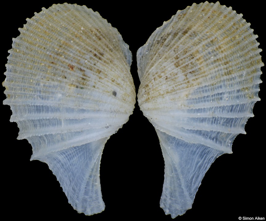 Cardiomya sinica Xu, 1980