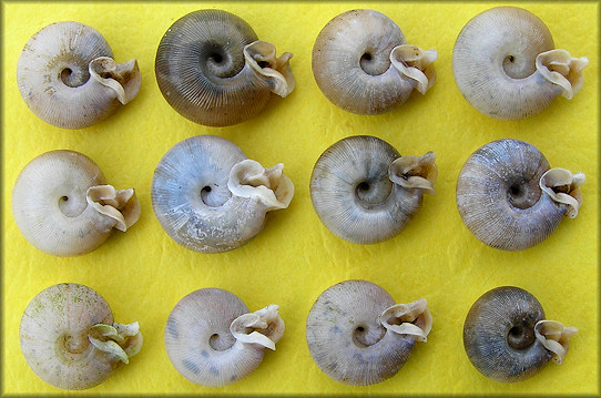Some of the empty Daedalochila shells found on 6/29/2008