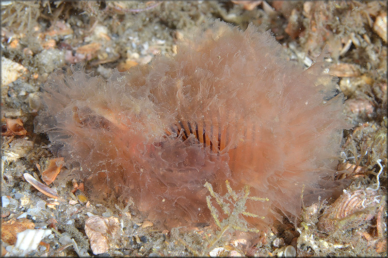 Cymatium (Gelagna) succinctum (Linn, 1771) Living Animal In Situ