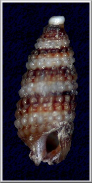 Cerithiopsis lata (C. B. Adams, 1850)