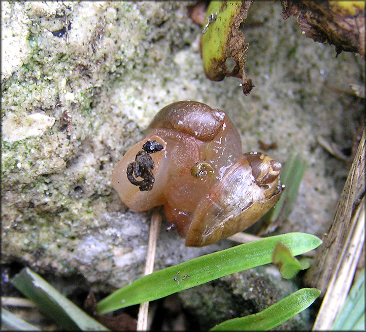 Succinea unicolor Tryon, 1866 Squatty Ambersnail Mating