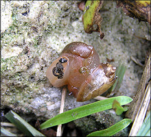 Succinea unicolor Tryon, 1866 Squatty Ambersnail Mating