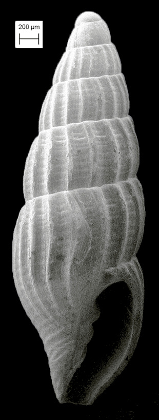 Uromitra ctenota (Gardner, 1937) Fossil