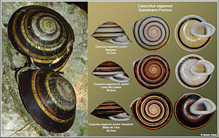 Caracolus sagemon coutini (Clench and Aguayo, 1951)