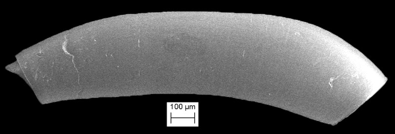 Meioceras cubitatum de Folin, 1868 Smooth Caecum