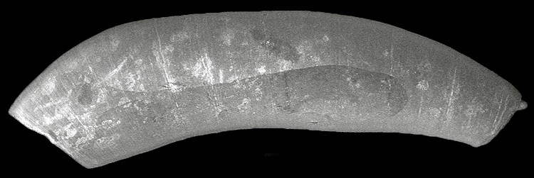 Meioceras cubitatum de Folin, 1868 Smooth Caecum