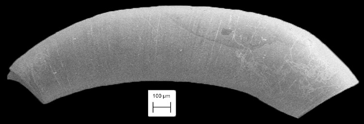 Meioceras cubitatum de Folin, 1868 Smooth Caecum