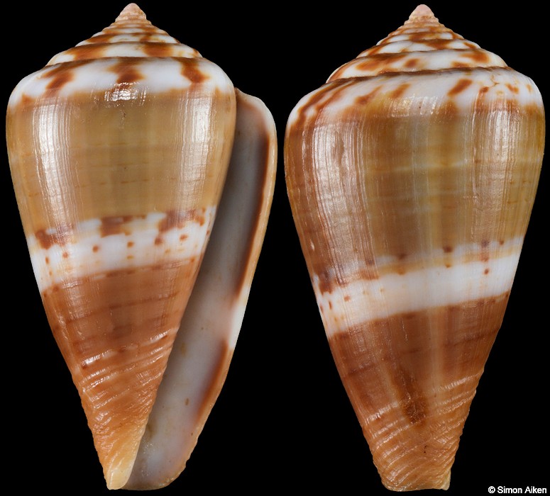 Conus cumingii Reeve, 1848