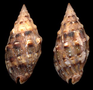 Enaeta cumingii (Broderip, 1832)