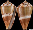 Conus cumingii Reeve, 1848