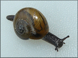 Mesomphix cupreus (Rafinesque, 1831) Copper Button Juvenile