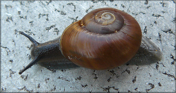 Mesomphix cupreus (Rafinesque, 1831) Copper Button