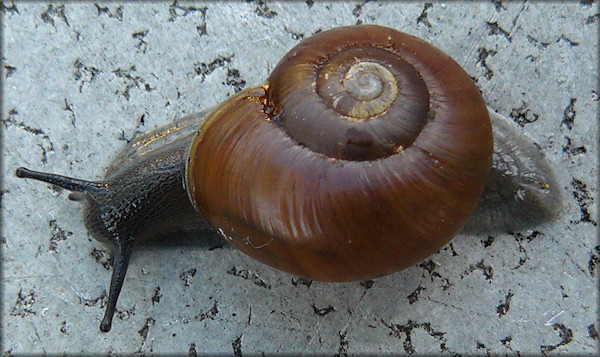 Mesomphix cupreus (Rafinesque, 1831) Copper Button