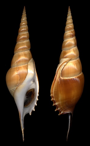 Tibia curta (G. B. Sowerby II, 1842)