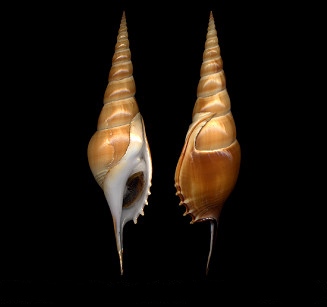 Tibia curta (G. B. Sowerby II, 1842)