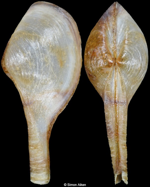 Cuspidaria prolatissima Poutiers, 1981