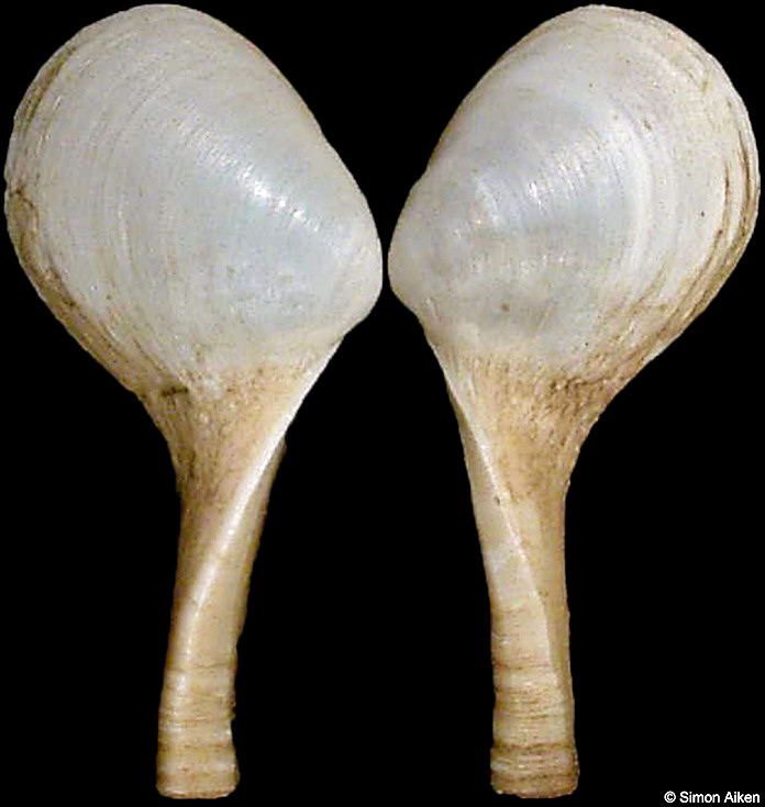 Cuspidaria macrorhynchus E. A. Smith, 1895