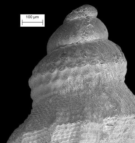 Cryoturris cerinella (Dall, 1889) Waxy Mangelia Fossil